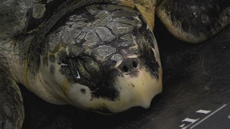 Ocean trash threatens lives of sea turtles - WNKY News 40 Television