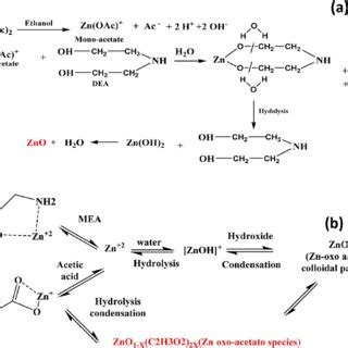 A The Mechanism For The Reaction Of Zinc Acetate And Dea In Ethanol