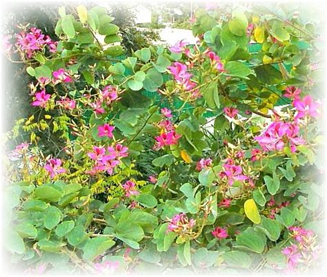 Kachnar or Bauhinia the Blessed Tree