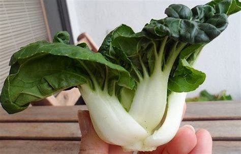 Baby White Stem Bok Choy Seeds Extra Dwarf Canton Pak Choi Etsy