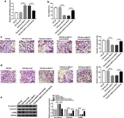 Effects Of Neat Silencing And Mir P Inhibitor On The Progression