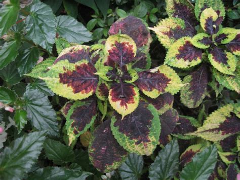 Coleus Ginger Meggs Flickr