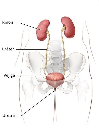 Las Vías Urinarias Y Cómo Funcionan Niddk