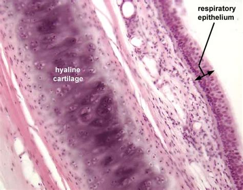 Histology At Siu