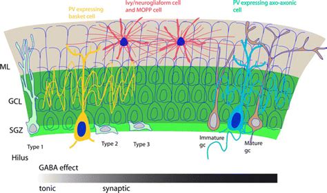 Schema Summarizing Gabaergic Cells As Potential Sources Of Gaba Which