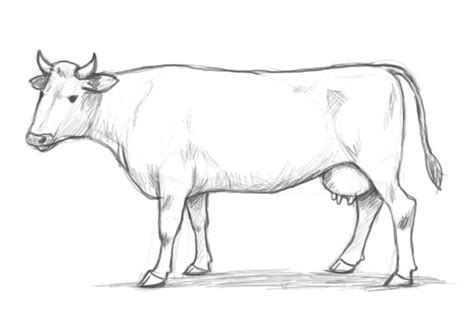 Free Cow Drawing, Download Free Cow Drawing png images, Free ClipArts