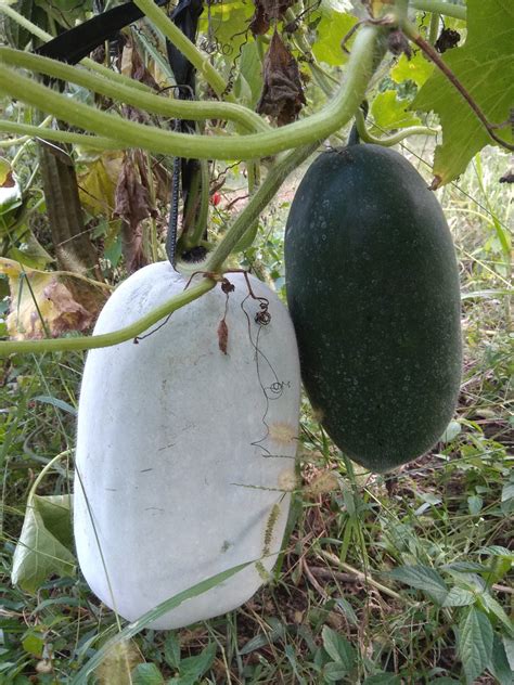 Бенинказа- восковая тыква