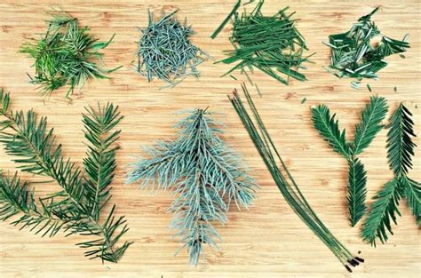 Foraging For Pine Needles And Other Conifer Needles Artofit