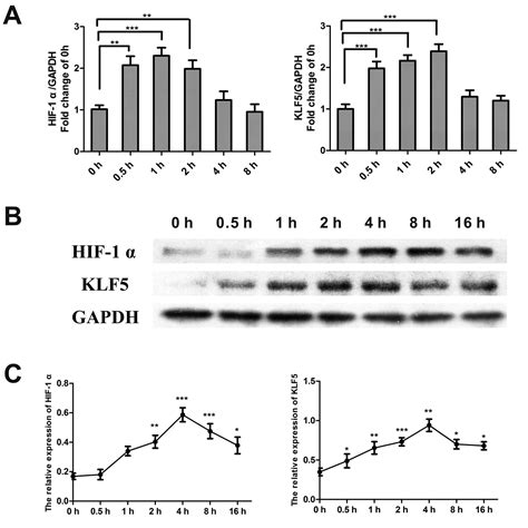 KLF5 Promotes Hypoxia Induced Survival And Inhibits Apoptosis In Non