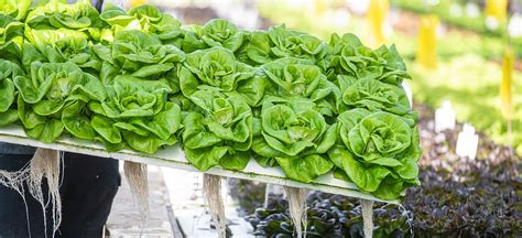 Modern Farming Greenhouses | Southall Farms | Franklin, TN