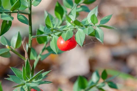 Les réels bienfaits phytothérapiques du fragon épineux