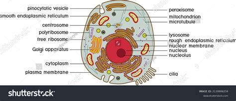 Vesicle In Animal Cell