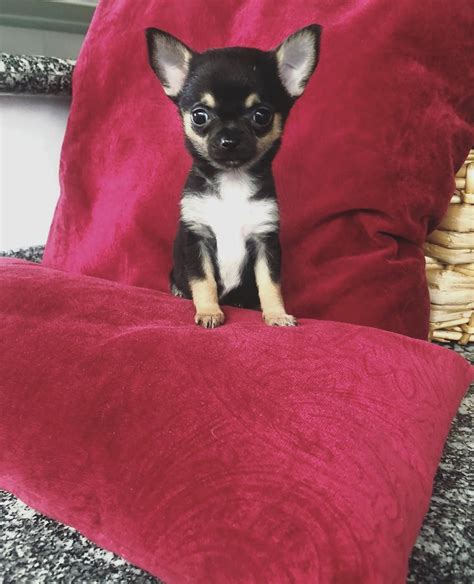 Teacup Chihuahua Puppies For Sale Near Meteacup Chihuahua