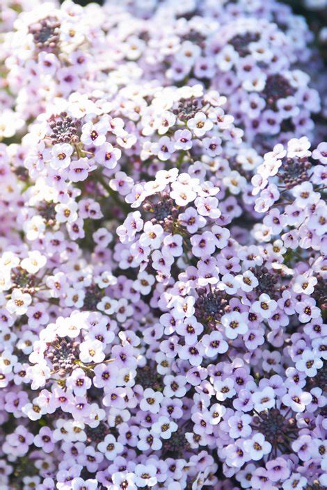 Alyssum – How to Plant & Care for Sweet Alyssum Flowers | Garden Design