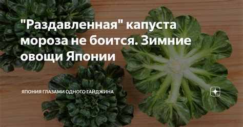 "Раздавленная" капуста мороза не боится. Зимние овощи Японии | Япония ...