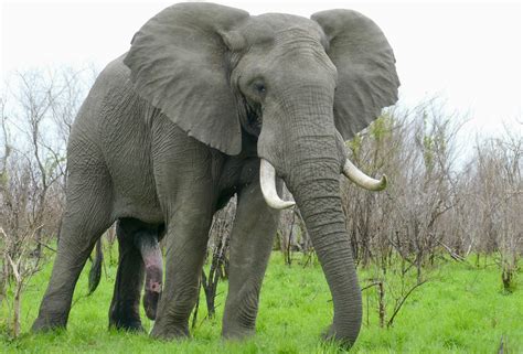 Day Savanna Elephant Loxodonta Africana Aroused Bul Flickr