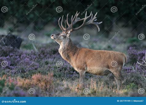 Red Deer Stock Image Image Of Surrey Nature Animal 20779199