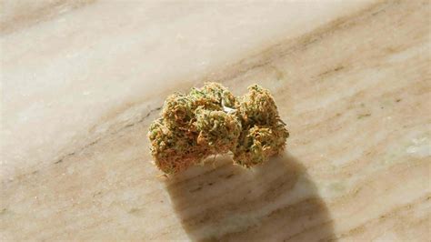 5 Popular Weed Strains in Venice Beach | Rose Collective