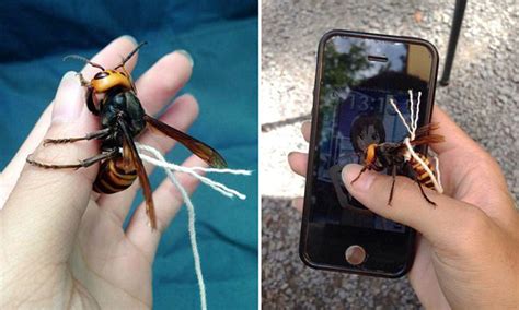 Giant Japanese Wasp