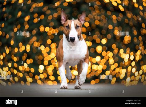 Running Miniatur Bull Terrier Stock Photo Alamy