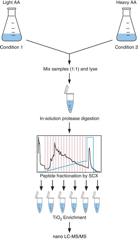 Stable Isotope Labeling By Amino Acids In Cell Culture Silac