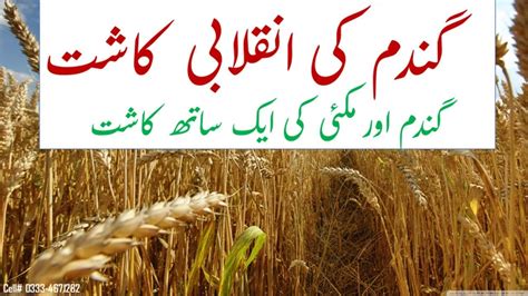 گندم اور مکئی کی ایک ساتھ کاشتlowest Cost Of Wheat Production Youtube