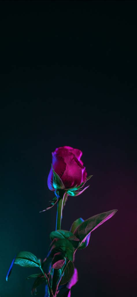 Red Rose Flower Photo In Dark Surface Iphone 12 Wallpapers Free Download