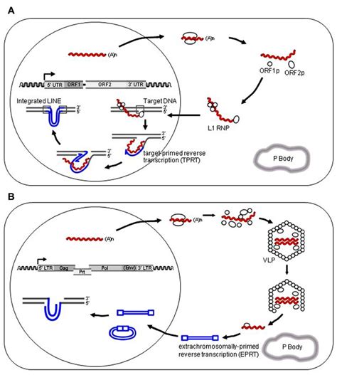 Models For The Retrotransposition Cycle Of Retroelements A The