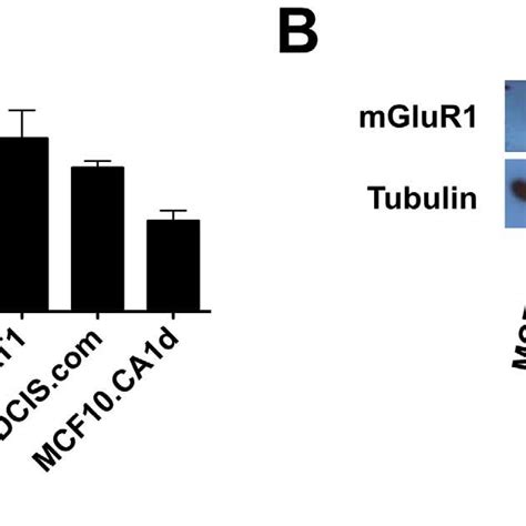 Expression Of GRM1 And MGluR1 In The MCF10 Progression Series A GRM1