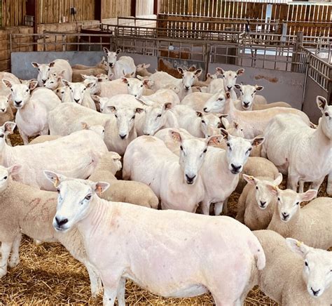 Breeding Ewes – Ross Sizmur Livestock