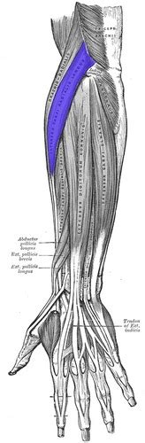 Extensor Carpi Radialis Longus Flashcards Quizlet