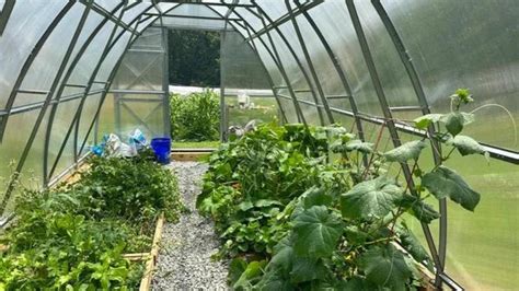 How To Use Permaculture Principles To Transform Greenhouse Gardening