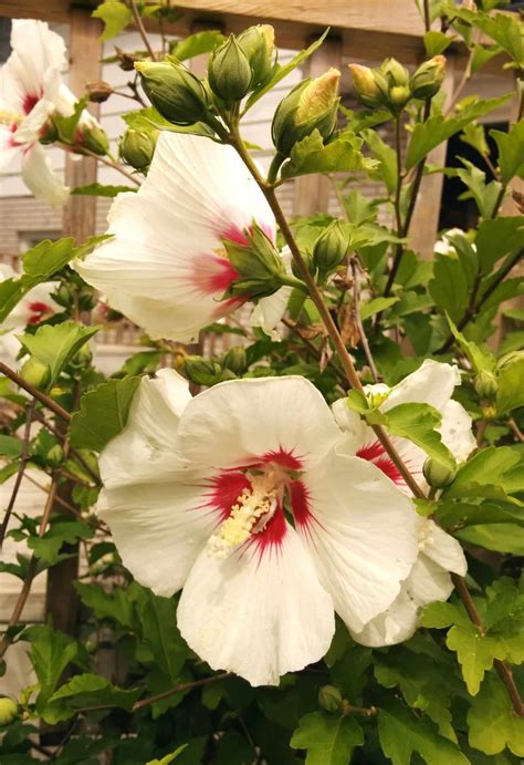 Hibiscus Syriacus Red Heart BambooPlants Ca