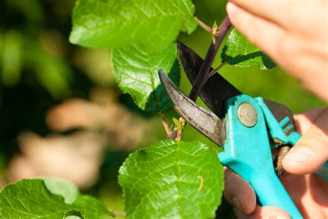 Quels Arbres Fruitiers Tailler En F Vrier