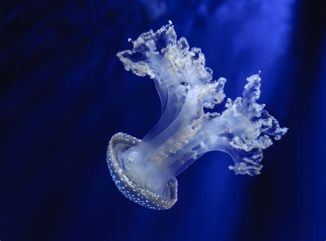 Cnidaria Medusa