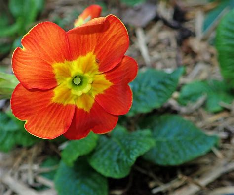 Primrose Flower Orange Free Photo On Pixabay Pixabay