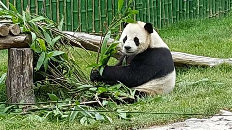 Two Giant Pandas Meet Public In Ne China 8 Cn