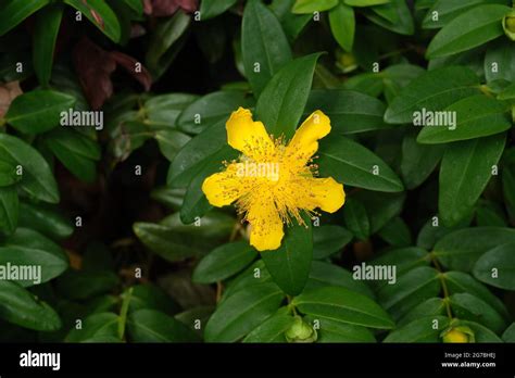 Hypericum Calycinum Aka Rose Of Sharon Or Aarons Beard Great St John