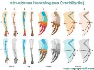 Mol Cules Homologues D Finition Et Explications