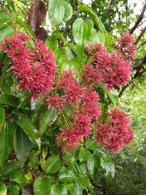 1003 Gardens: Heptacodium miconioides Seven-son-Flower