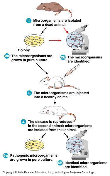 Before the Experiment - Commemorating a Medical Hero: The Legacy of ...