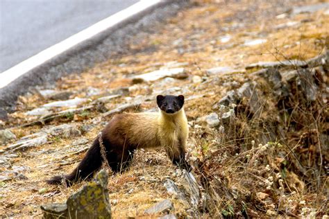 Yellow-throated Marten: Feisty, Fearless Predator of the Himalayas ...