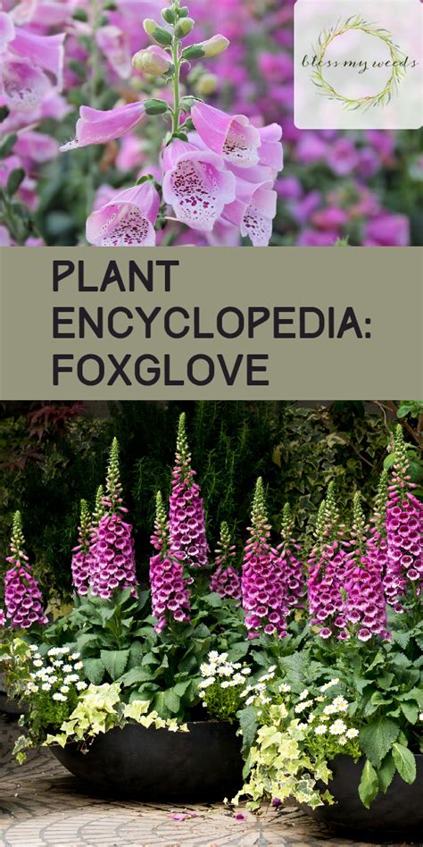 Plant Encyclopedia Foxglove Bless My Weeds