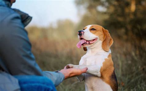 Esprit Dog Le coaching canin à portée de clic même pour les débutants