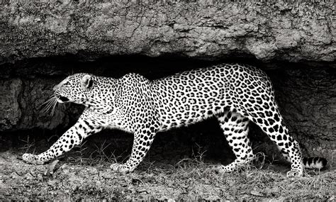 Leopard Stretch Tony Moss Wildlife Photographer