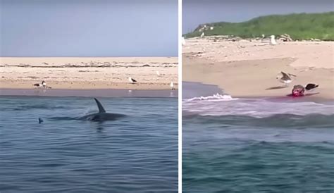 Great White Shark Bites Seal In Half Feet From Shoreline During