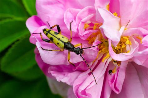 Closeup On A Spotted Longhorn Beetle Leptura Maculata On The Pink