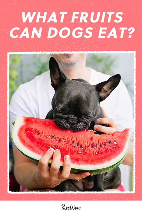 What Fruits Can Dogs Eat Heres Whats Ok And What To Avoid At All