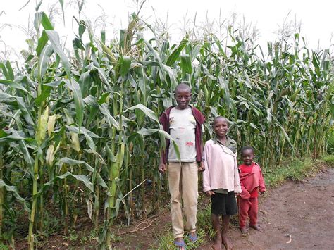 Maize Plant In Kenya Photograph By Samuel Ondora