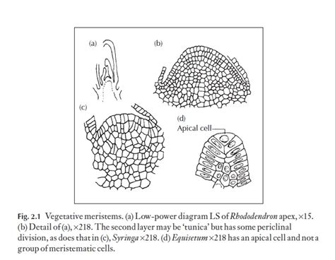 Apical Meristems